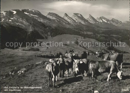 11645707 Wildhaus SG Frosalp Kuehe Churfirsten Appenzeller Alpen Wildhaus - Otros & Sin Clasificación