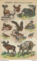 CPA Pub-Animaux-Bêtes Sauvages D'Europe      L1416 - 1900-1949