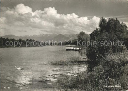 11645662 Rheineck SG Uferpartie Am Alten Rhein Schwan Alpenpanorama Rheineck - Andere & Zonder Classificatie