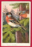 AE546 FANTAISIES OISEAUX PINSON   MONDAIN - Vogels