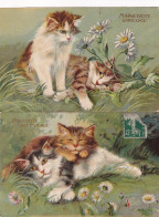 3 Cards Art Cat Flowery Language Edit Kunzli Paquerette Marguerite Rose 3 CP Chat Dessin - Katzen