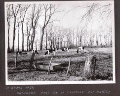 3 Photos Originales 80 SOMME 1975 " Paturage Vaches Et Chevaux " Près De La Chapelle Des Marins _PHOT213a&b - Other & Unclassified