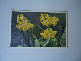 SWITZERLAND  POSTCARDS    FLOWERS MOUNTAIN AURICULA     MORE  PURHASES 10% DISCOUNT - Altri & Non Classificati