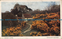 R039828 Golden Gorse. Photochrom - World