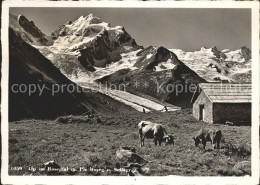 11645093 Piz Roseg Rosegtal Kuehe Piz Roseg - Sonstige & Ohne Zuordnung