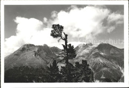 11644963 Zernez GR La Schera Nationalpark Murter Zernez - Autres & Non Classés