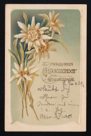 Edelweiß Alpenblume Auf Grünem Grund, Glückwunsch Geburtstag, Leipzig 24.5.1906 - Andere & Zonder Classificatie