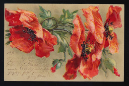 Mohnblume, Klatschmohn Mohn Gemalt, Rot Blüten Knospen Blätter, Berlin 16.9.1902 - Altri & Non Classificati