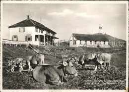 11644564 Hundwil Gasthaus Hundwilerhoehe Kuehe Hundwil - Autres & Non Classés