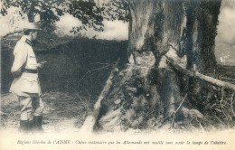 02 - Régions Libérées De L'Aisne - Chêne Centenaire Que Les Allemands Ont Mutilé Sans Avoir Le Temps De L'abattre - Altri & Non Classificati