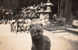 Photographie Photo Vintage Snapshot Japon Japan Nara - Plaatsen