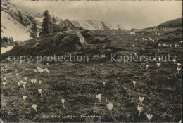 11644521 Schwaegalp AR Saentishaus Bergfruehling Krokus Schwaegalp - Autres & Non Classés