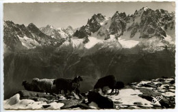 CPSM 9 X 14  Isère  Paysages Alpestres  Haute Montagne     Moutons Et Béliers  Isère (?) - Other & Unclassified