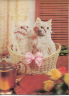 CHAT - Deux Chatons Dans Un Panier - Carte En 3 D - Chats