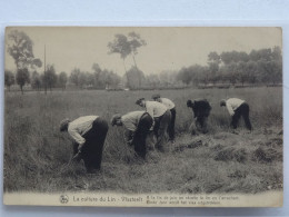 VLASTEELT   VLASTREKKEN   STEUNKAART BERCHEM NO50 - Farmers