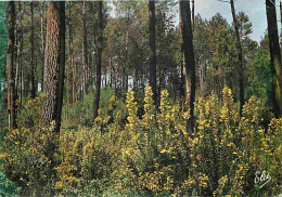 40 - Landes - Foret Landaise Au Printemps Avec Ses Célèbres Ajoncs Fleuris - CPM - Voir Scans Recto-Verso - Otros & Sin Clasificación