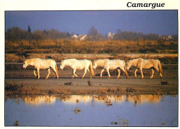 Animaux - Chevaux - Camargue - En Camargue Avec Les Gardians - Carte Neuve - CPM - Voir Scans Recto-Verso - Pferde