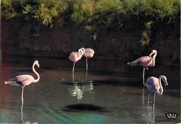 Oiseaux - Flamants Roses - Camargue - Flamingos - CPM - Voir Scans Recto-Verso - Vögel