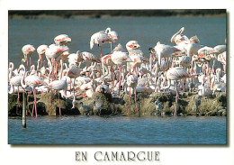 Oiseaux - Flamants Roses - Camargue - Flamingos - CPM - Voir Scans Recto-Verso - Birds