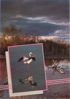 Oiseaux - Flamants Roses - Camargue - Flamingos - CPM - Voir Scans Recto-Verso - Birds