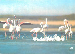 Oiseaux - Flamants Roses - Camargue - Flamingos - CPM - Voir Scans Recto-Verso - Vogels