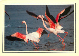 Oiseaux - Flamants Roses - Flamingos - CPM - Voir Scans Recto-Verso - Oiseaux