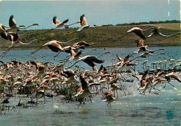 Oiseaux - Flamants Roses - Camargue - Flamingos - CPM - Voir Scans Recto-Verso - Vögel