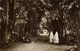 ALGER  Allée Principale Au Jardin D' Essai Animée RV - Alger