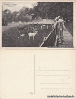 Ansichtskarte Putbus Tiergarten Mit Rehen 1922  - Altri & Non Classificati