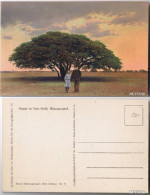 Postcard Neu-Halle Marapyane Baum In Neu-Halle (Marapyane) 1922 - Südafrika