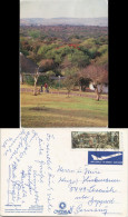 Südafrika OVERVAAL TSHIPISE Transvaal Mineral Bath  Resort Baobab Country 1988 - Südafrika