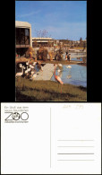 Münster (Westfalen) Allwetterzoo Münster, Freigehege Flamingo 1975 - Muenster