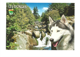 Chien HUSKY - Vosges, Saut Des Cuves (cascade, Gerardmer, Passerelle Animée) - Editions Valoire - Perros