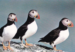 Les Macareux Nichent Dans De Nombreuses Falaises Autour De La Côte Islandaise - Vogels