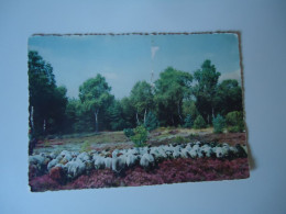 GERMANY  POSTCARDS  FLOCK OF SHEEP   MORE  PURHASES 10% DISCOUNT - Other & Unclassified