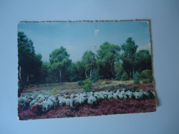 GERMANY  POSTCARDS  FLOCK OF SHEEP   MORE  PURHASES 10% DISCOUNT - Otros & Sin Clasificación