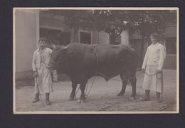 Privat Foto Ansichtskarte St. Aegyd A. Neuwalde Österreich Landwirtschaft Tiere - Altri & Non Classificati