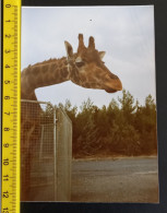 #16   Animal - Giraffe In Zoo - Personnes Anonymes