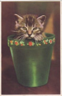 CHAT DANS LE POT - Chats