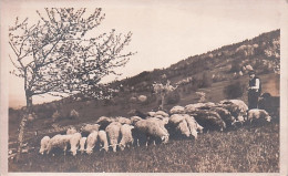 Agriculture - Weidende Schafherde - Troupeau De Mouton Au Paturage - Carte Photo - Allevamenti