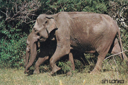 Sri Lanka Les Eléphants Sauvages à Yala - Elefanti