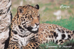 Hermival Les Vaux Cerza Parc Des Safaris Un Jaguar - Andere & Zonder Classificatie