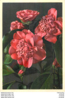 CAMELIA . - Flowers