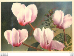 CYCLAMEN . - Flowers