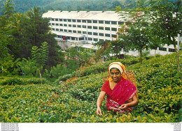 Greetings From SRI LANKA .  Tea Plucker At Work . Cueillette Du Thé ... - Sri Lanka (Ceylon)