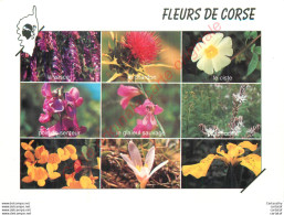 FLEURS DE CORSE .  Les Fleurs Du Maquis Corse . - Autres & Non Classés