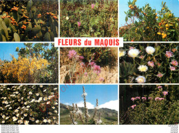FLEURS DE CORSE .  Les Fleurs Du Maquis Corse . - Otros & Sin Clasificación