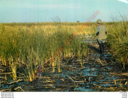 44. Parc Régional De Brière . A L'affût Dans Les Roseaux . ( Chasseur ) . - Other & Unclassified