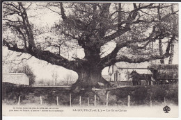 EURE Et LOIR - LA LOUPE - Le Gros Chêne - JRN - La Loupe