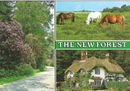 SCENES FROM THE NEW FOREST, HAMPSHIRE, ENGLAND. USED POSTCARD My3 - Otros & Sin Clasificación